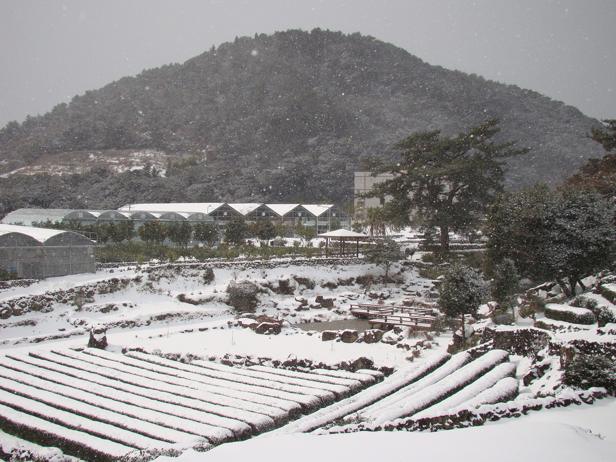 서귀포농업기술센터 겨울사진입니다. 서귀포에도 이렇게 눈이 내리네요!!!